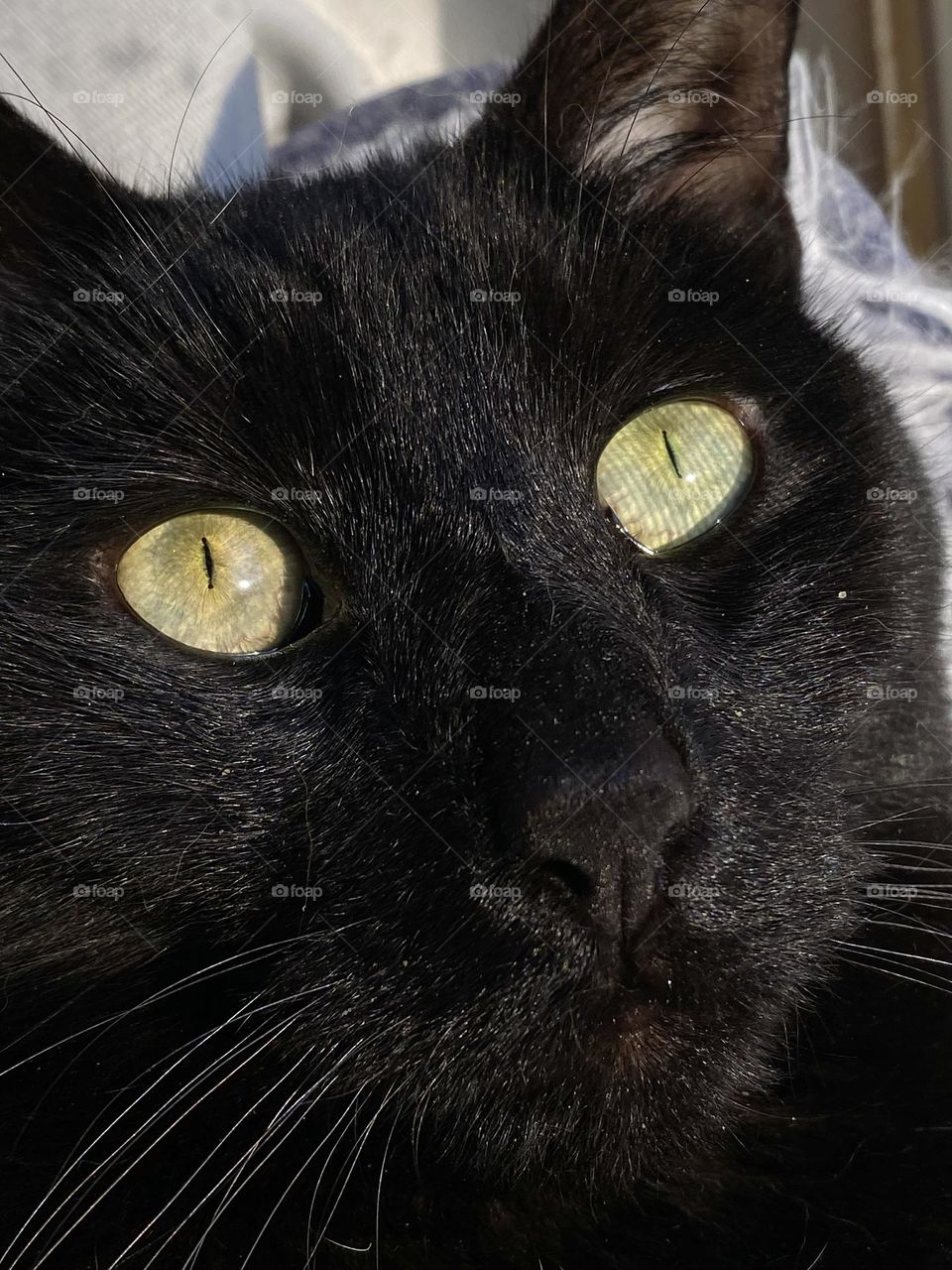 A black cat with the reflection of the window screen in her eyes