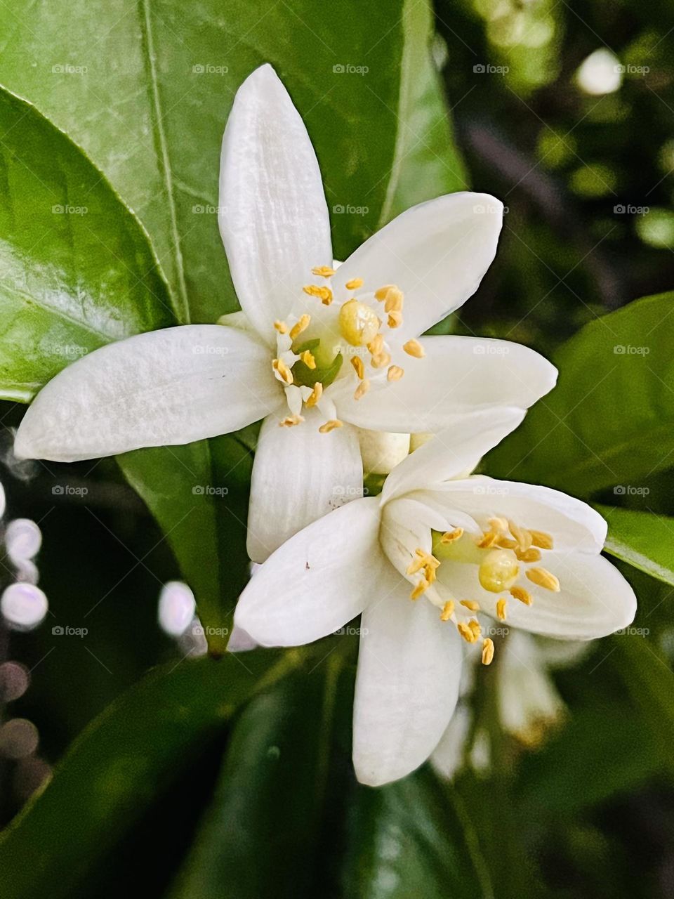 Orange blossom flowers