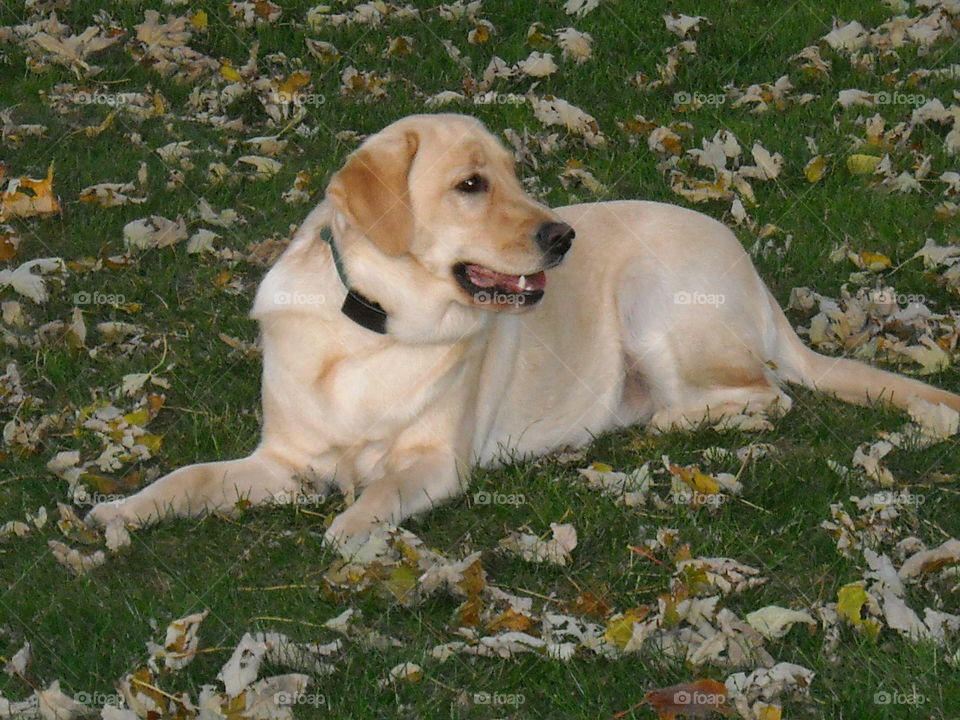 Labrador retriever yellow
