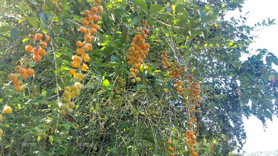 VEGETAÇÃO PINGO DE OURO