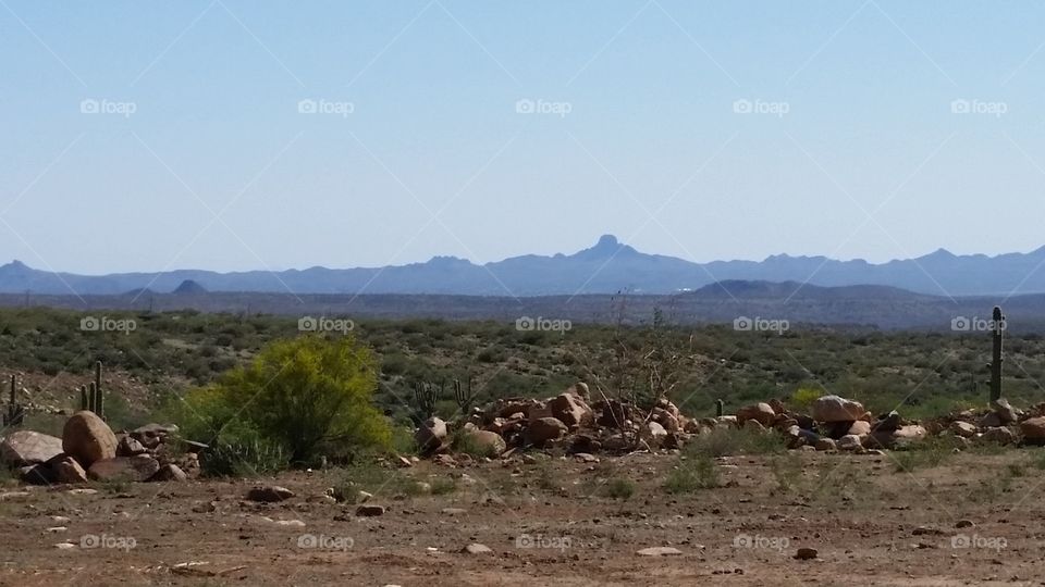 Desert landscape in Arizona Springtime