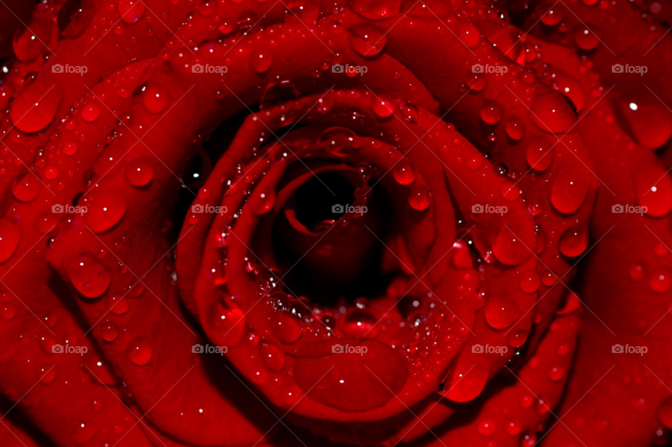flower red rose waterdrops by ibphotography