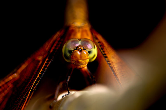 Staredown with the yellow dragonfly