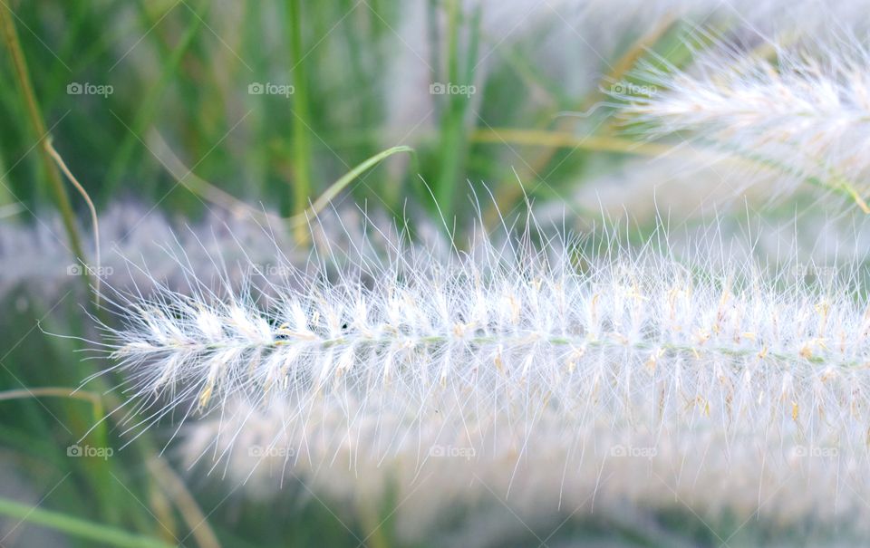 Spikelet grass closeup. Macro shooting spikelet with seeds with blurred background