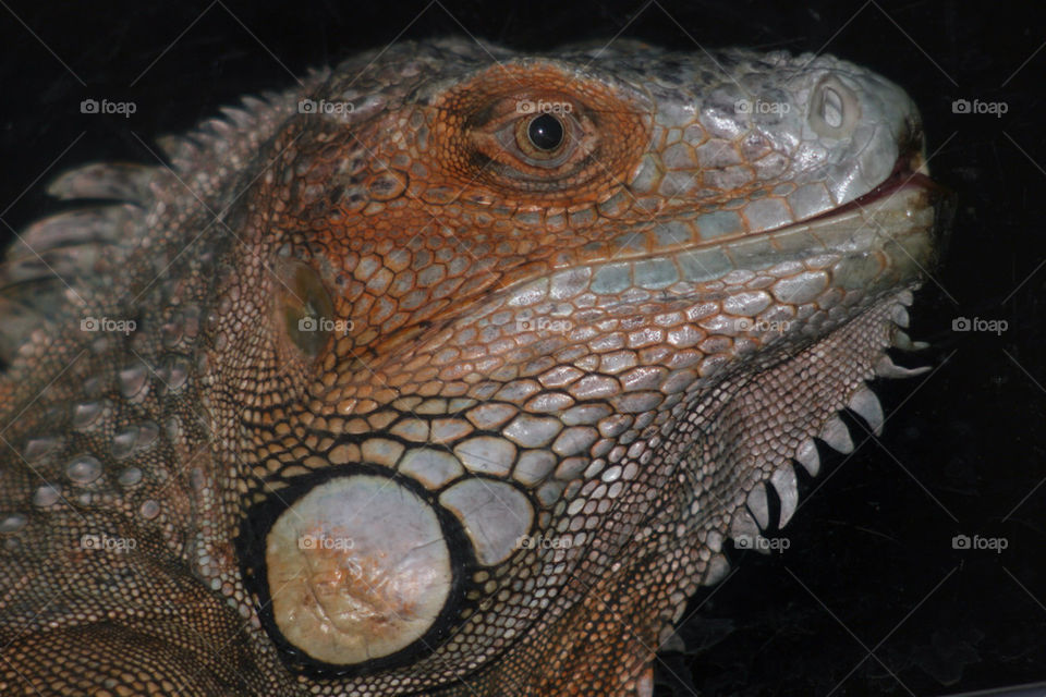 grey brown lizard reptile by kshapley