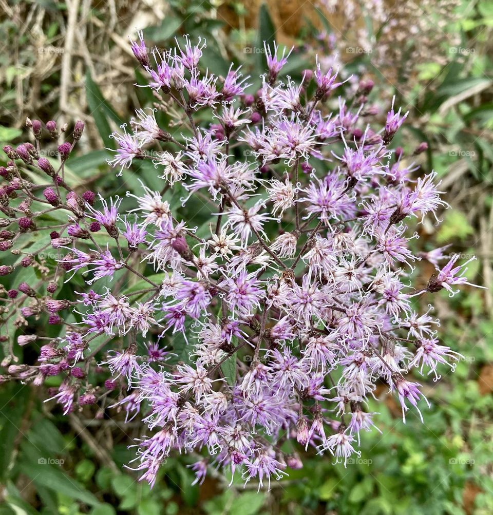 🌹 🇺🇸 Very beautiful flowers to brighten our day.  Live nature and its beauty. Did you like the delicate petals? / 🇧🇷 Flores muito bonitas para alegrar nosso dia. Viva a natureza e sua beleza. Gostaram das pétalas delicadas? 