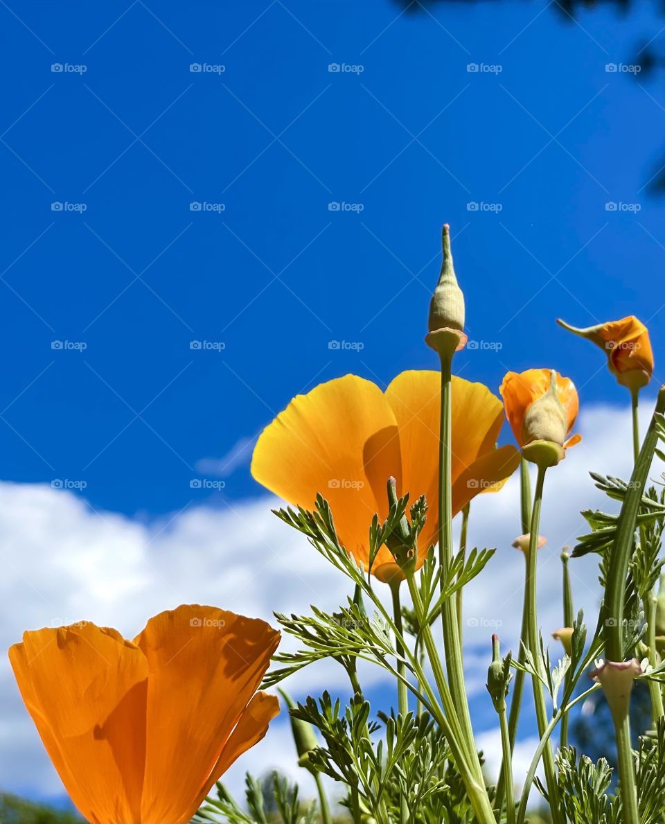 Sun seeking California poppies, blue sky and white clouds