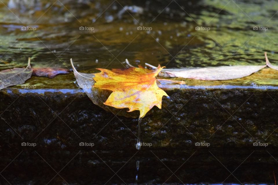 Wet maple leaves in puddle