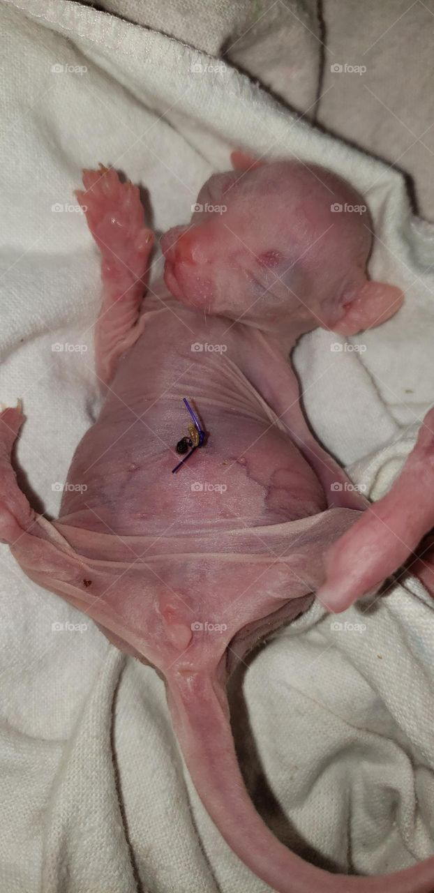 new born sphynx  kitten