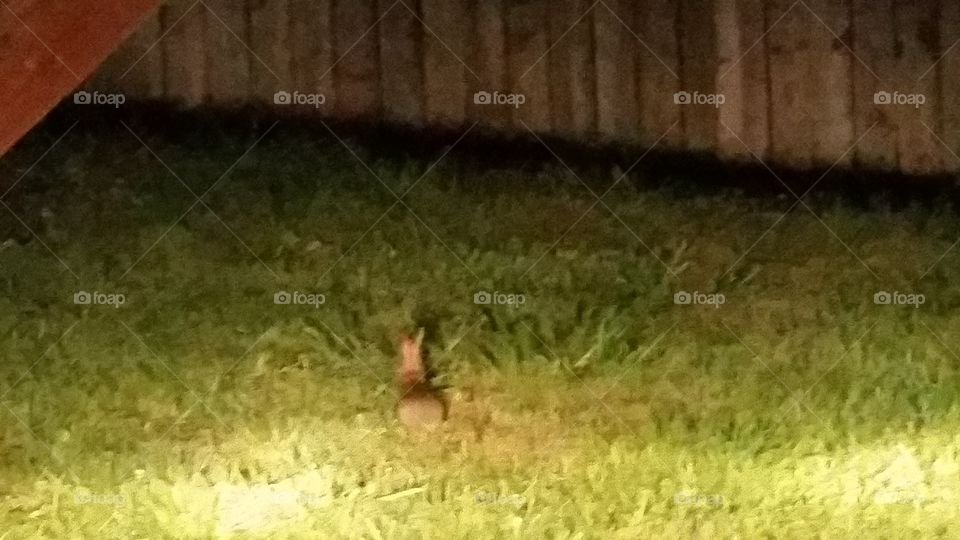 High beam on bunny