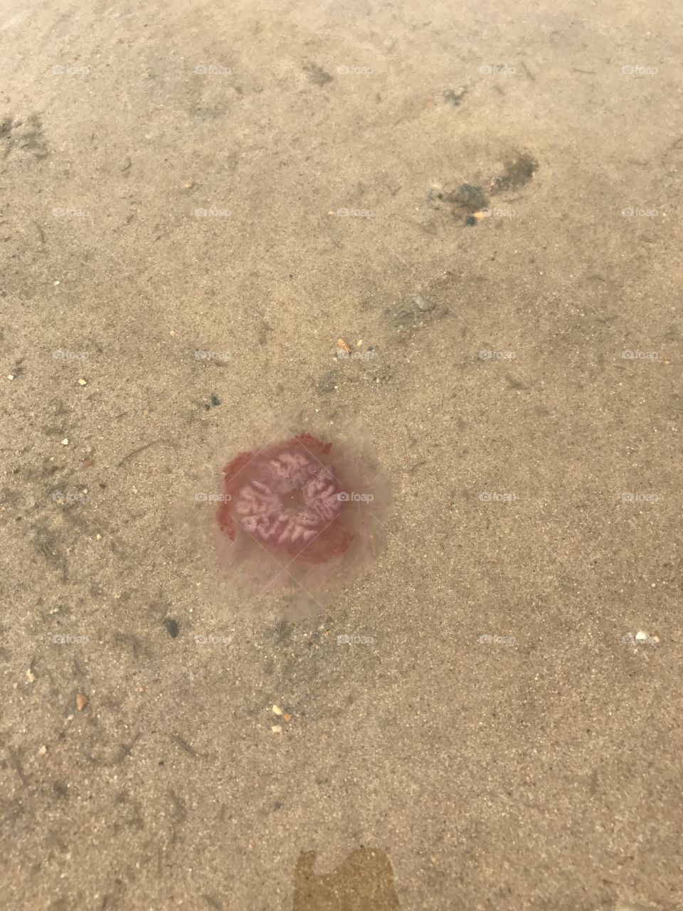 Jellyfish 