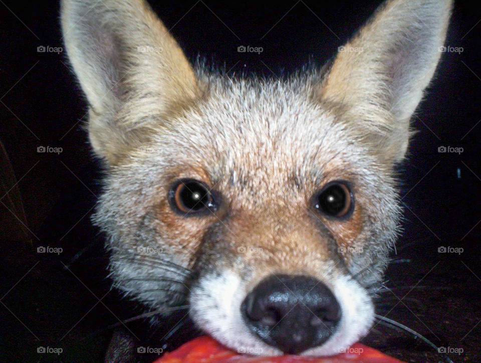 fox The vulpinos (Vulpini) are a tribe of carnivorous mammals included in the Canidae family. They are commonly known as foxes, foxes, foxes or foxes