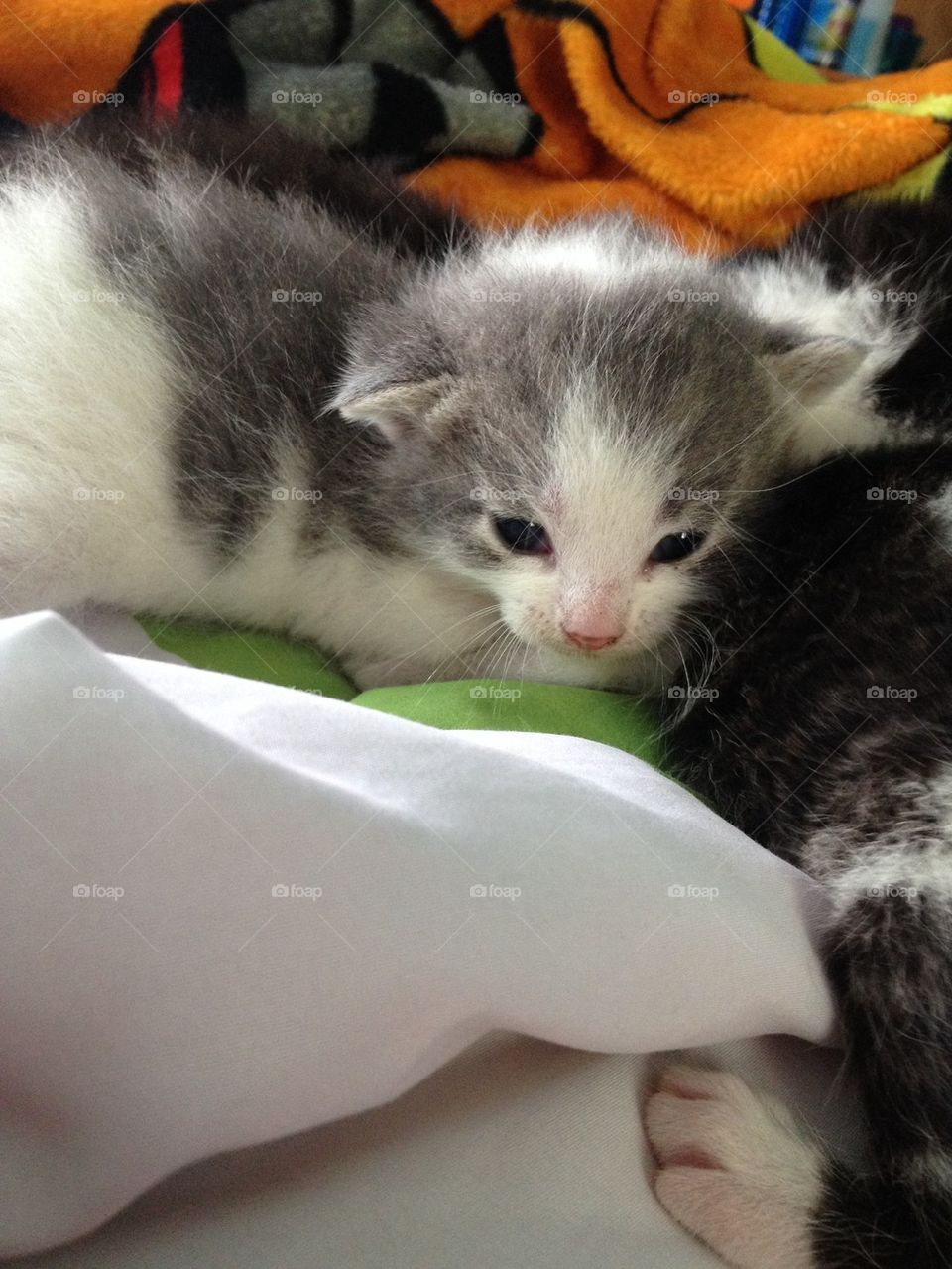 Oliver the Kitten
