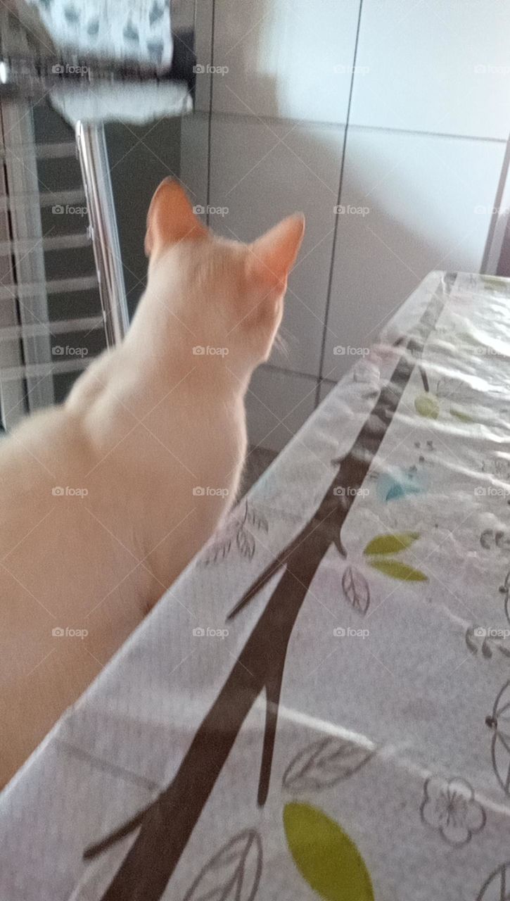 Editors'Choice Photo of the week Gatinho esperto e curioso