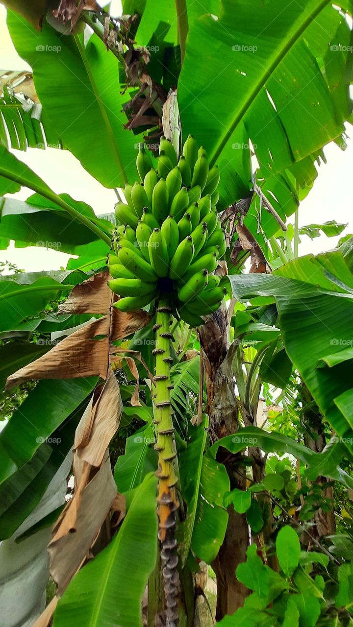Banana tree