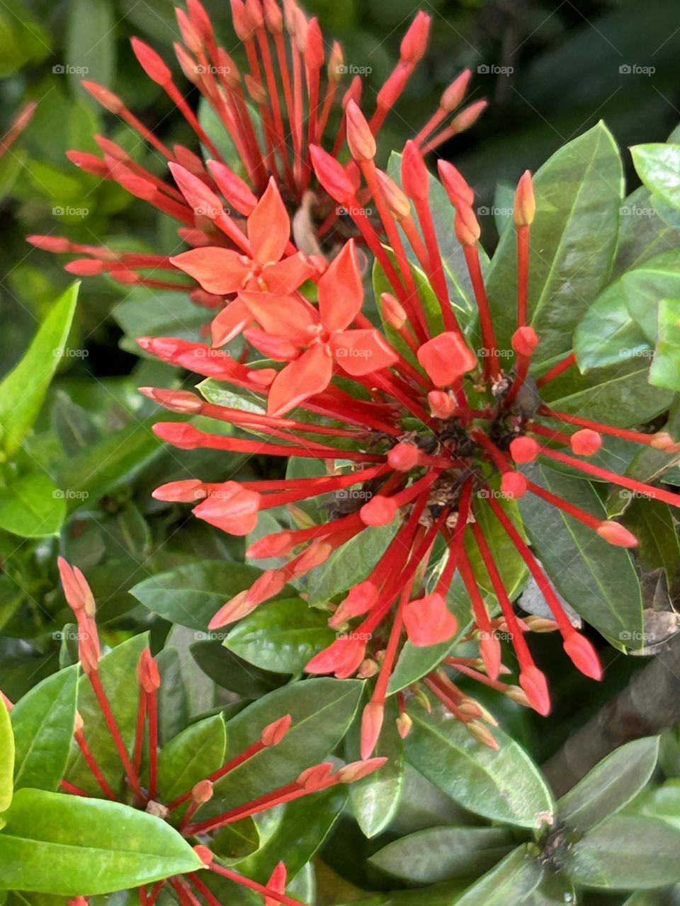 Gorgeous Jungle geranium at road side