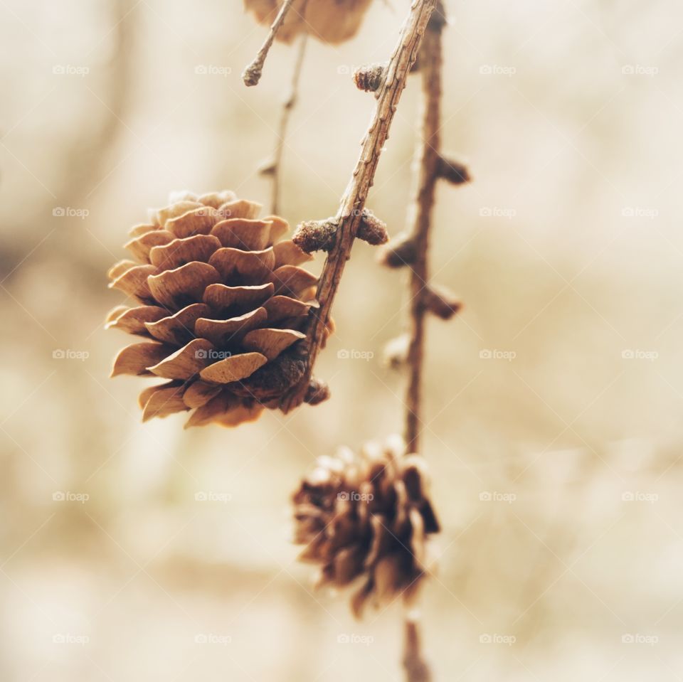 Brown Pine Cones on a branch 