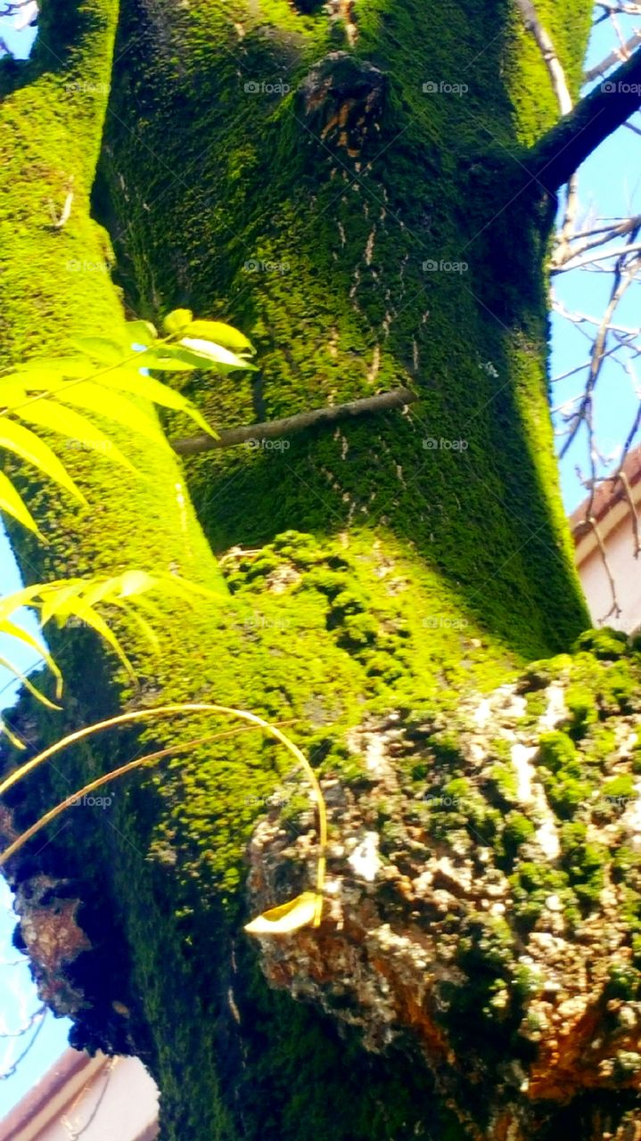 Moss on Tree 2