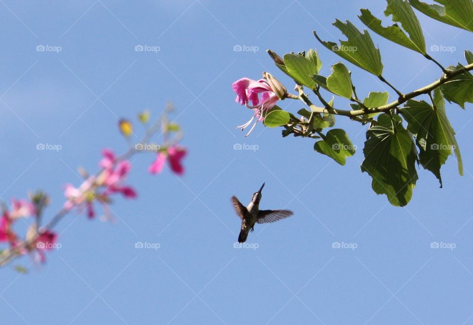 Flying backyard hummingbird