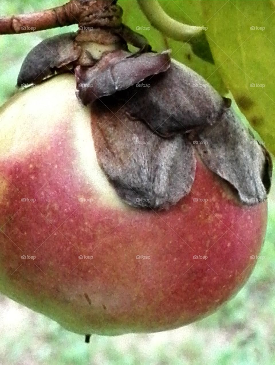 Camellia seed