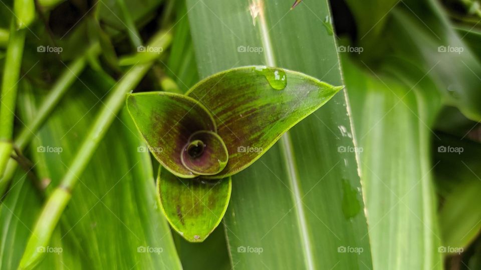 Random picture taken on my Redmi note 8, of a unique plant in my backyard.