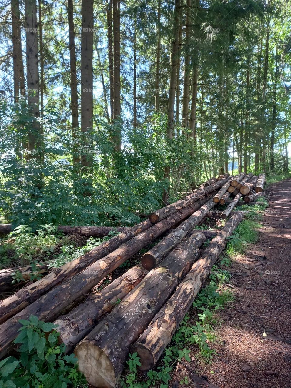 Logs Along a Forest Trail