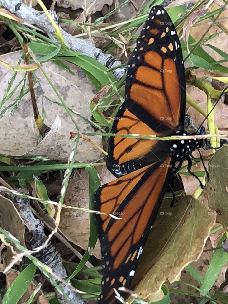 I think it’s a monarch?  Lovely butterfly