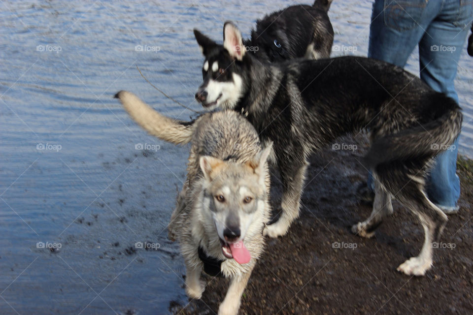 Dogs playing in water