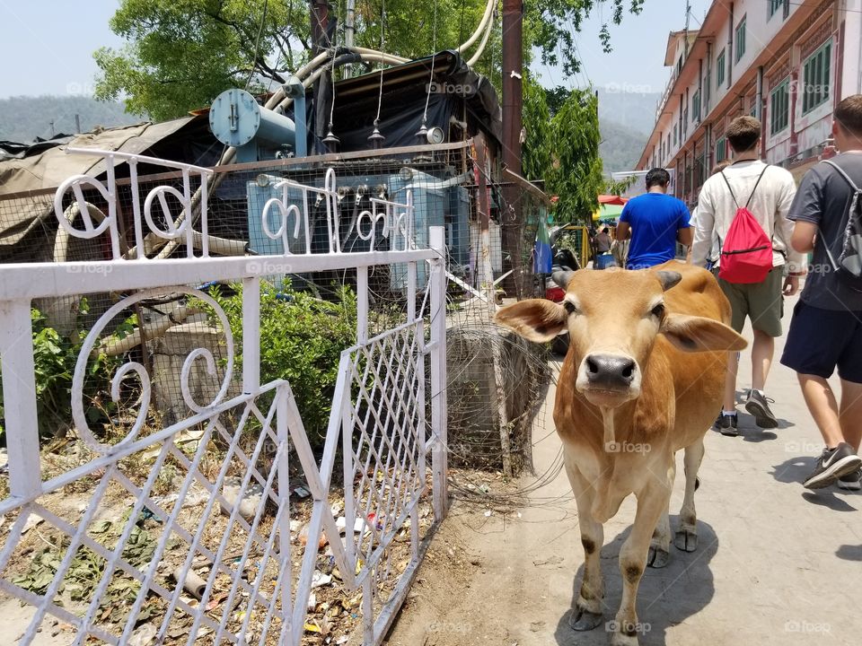 sacred cow in india