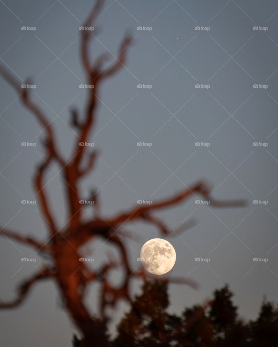 A tree holding the moon between it's 'fingers'