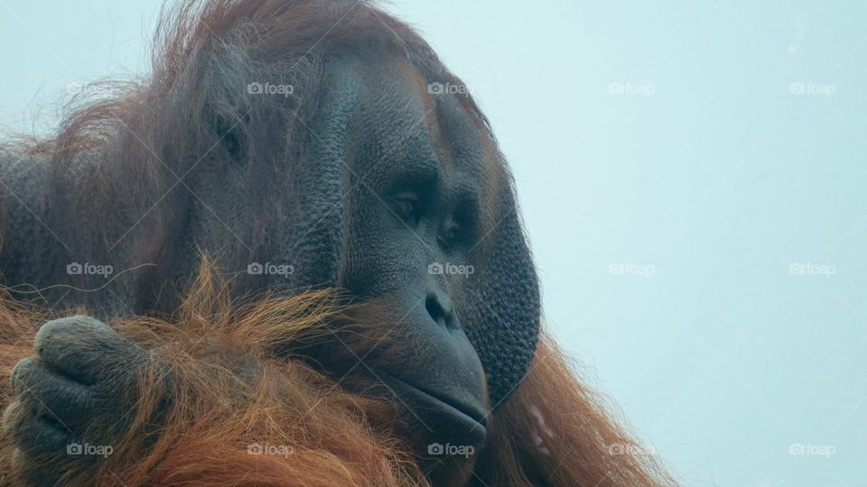 Orangutan thoughts