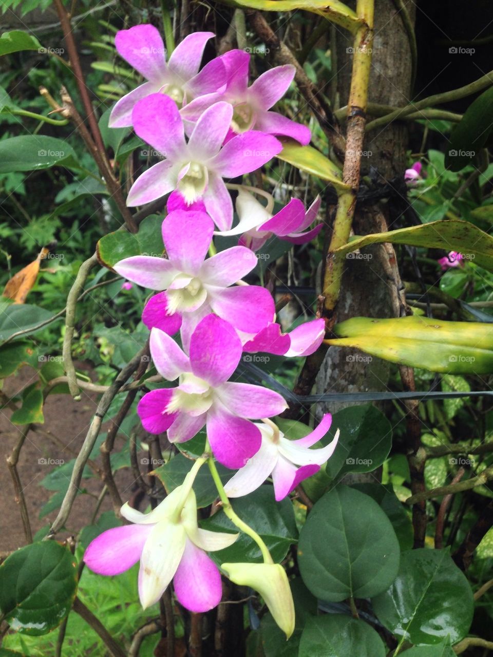 Orchids