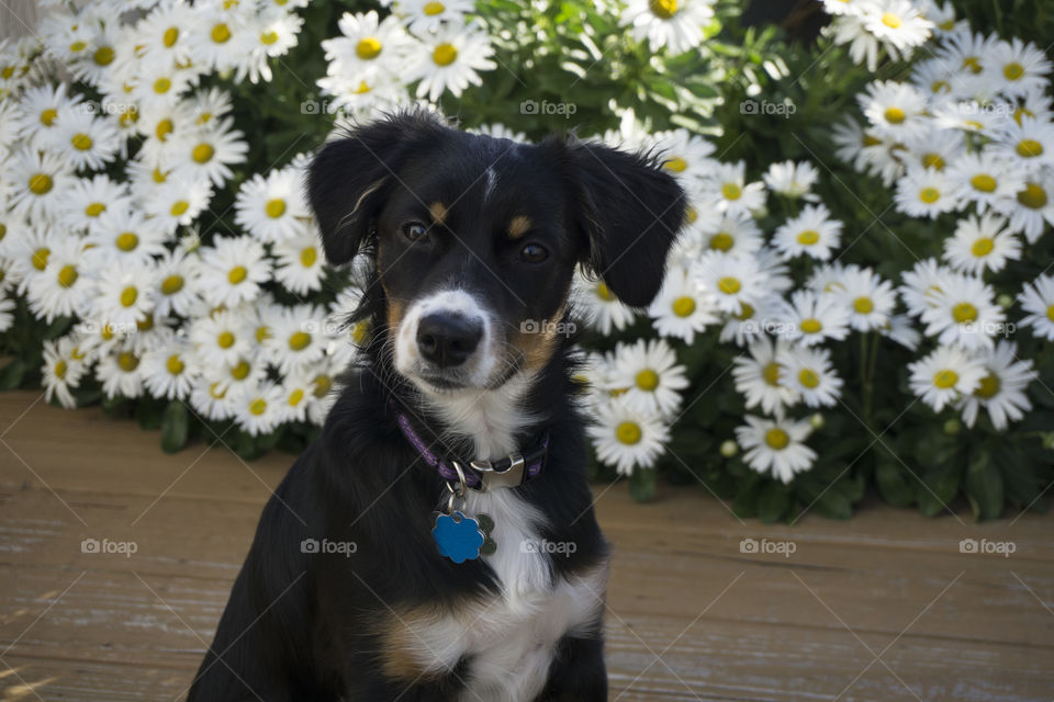 Puppy by the daisies