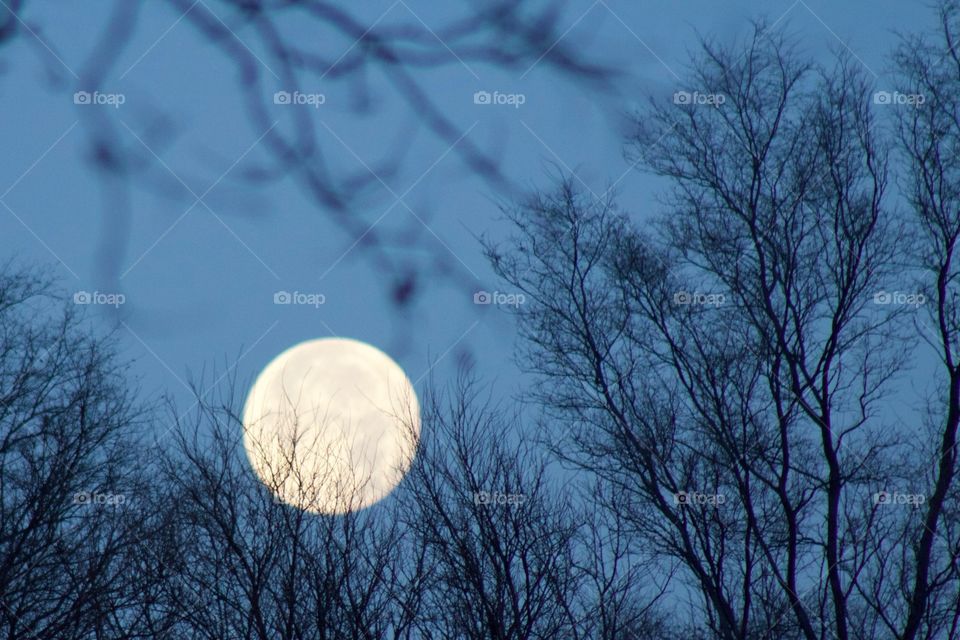 The setting full moon between the branches of bare tree against a deep blue sky