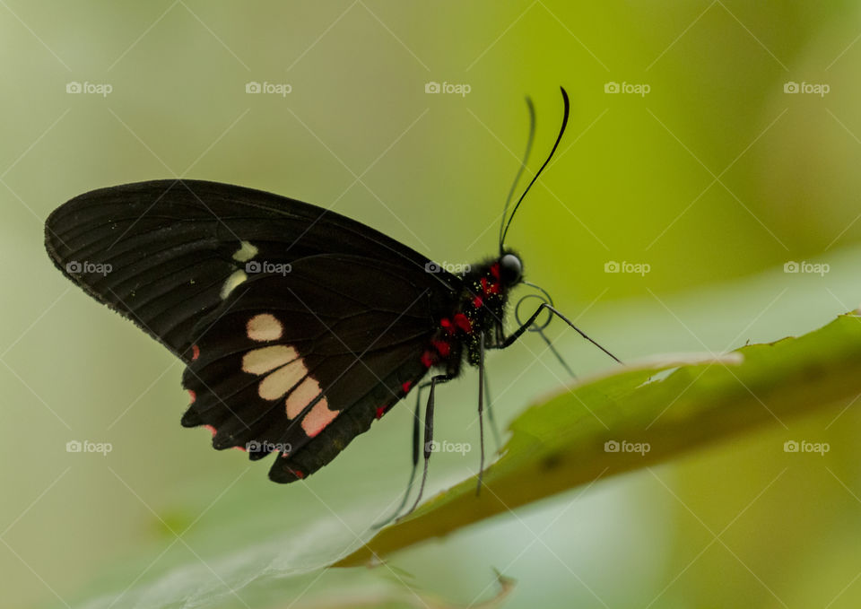 Close-up of a butterfly