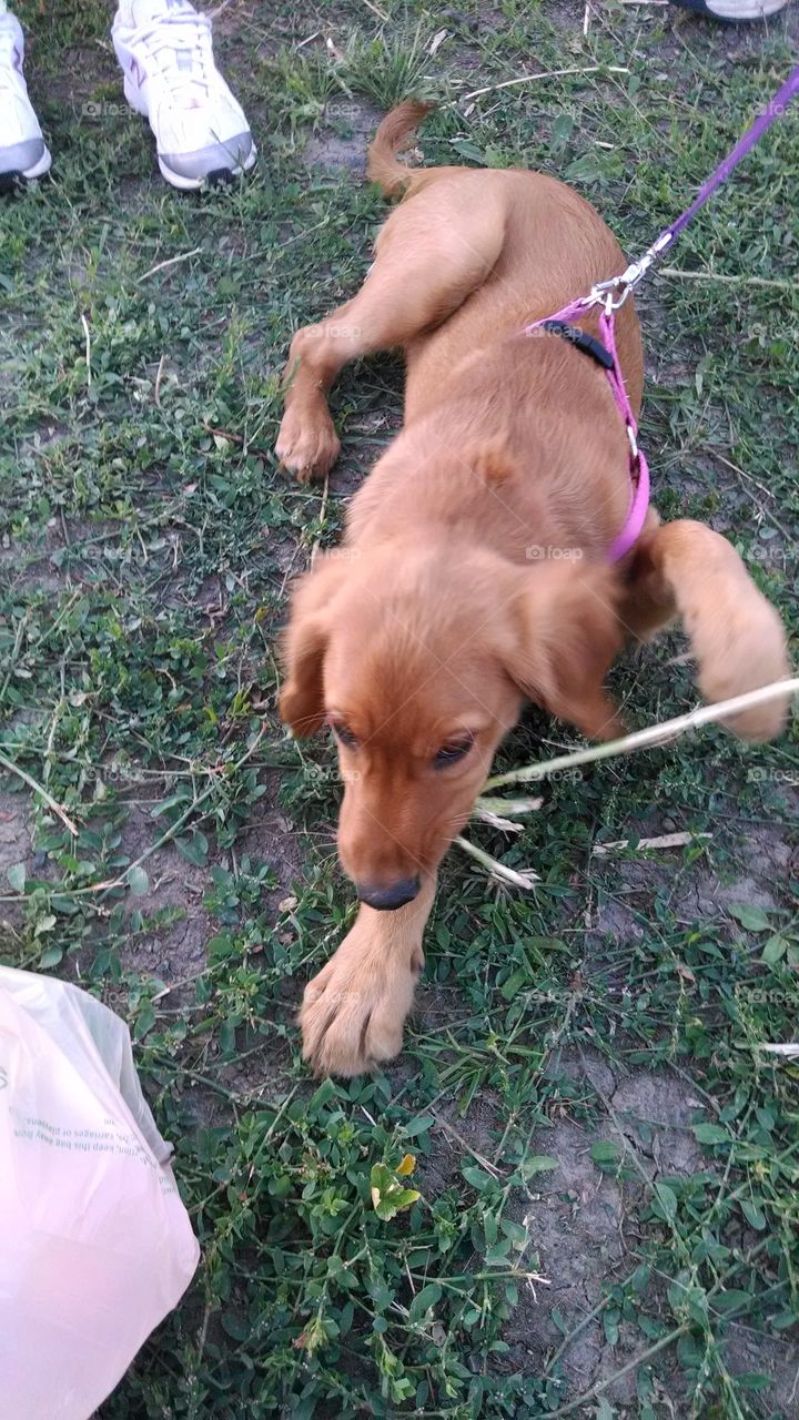 golden retriever