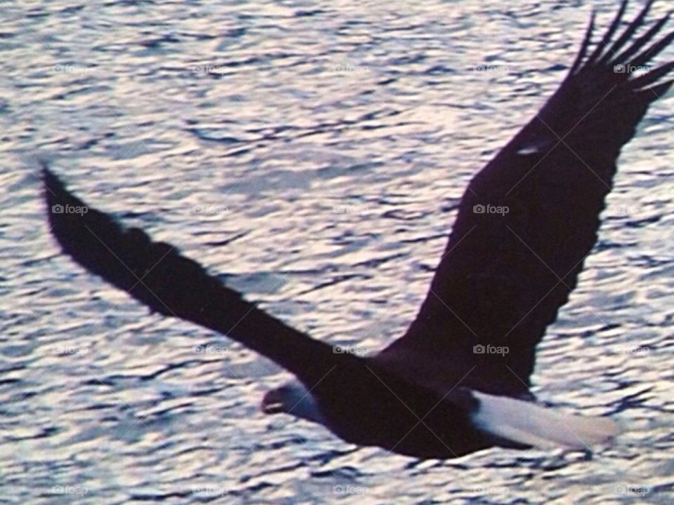 Eagle in Flight 