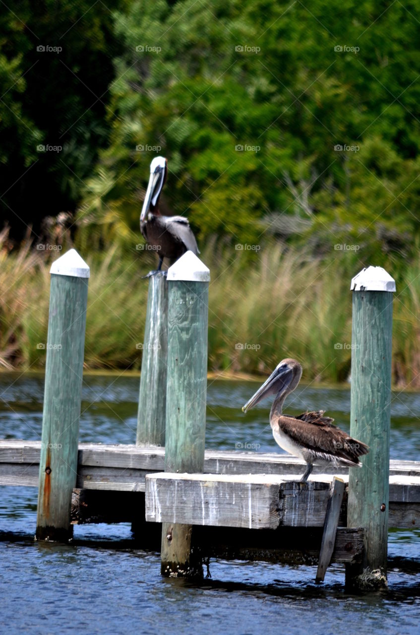 Brown Pelicans on a dock