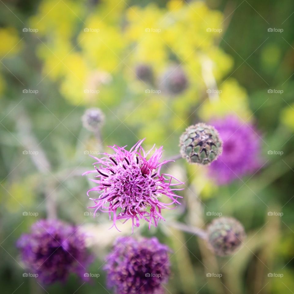 Purple thistle flowers and yellow background 