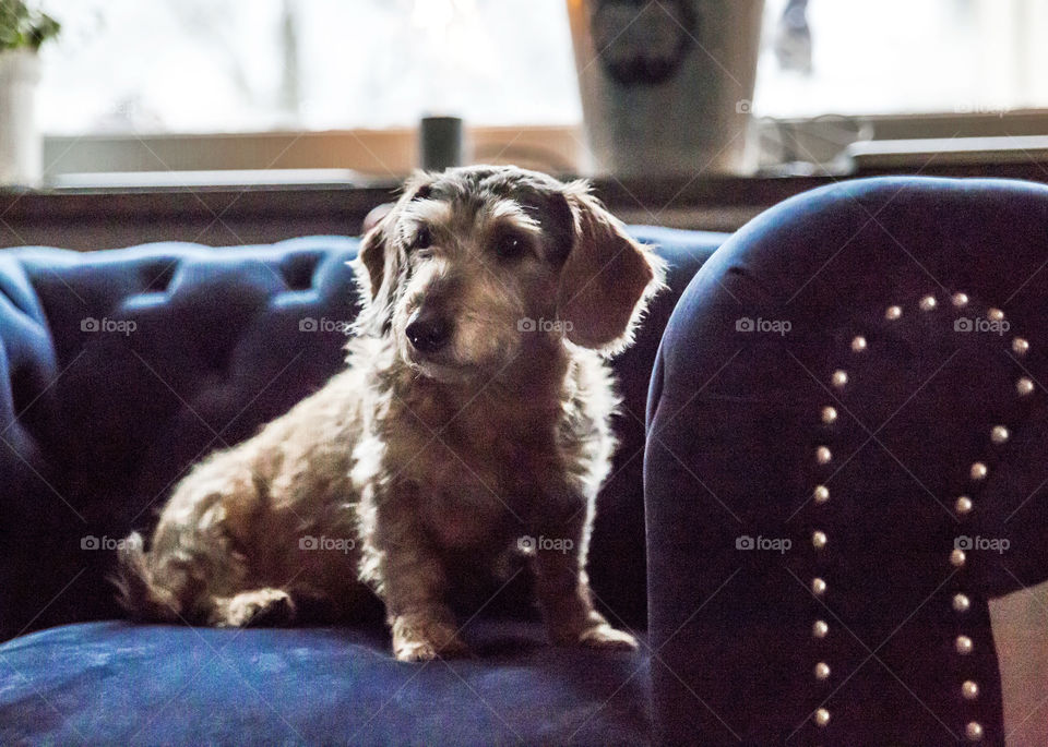 Old wise and beautiful furry dachshund sitting in the blue velvet chesterfield armchair 