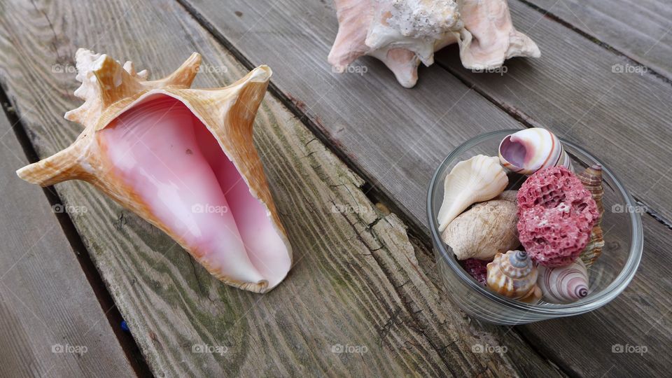 seashells on wooden table
