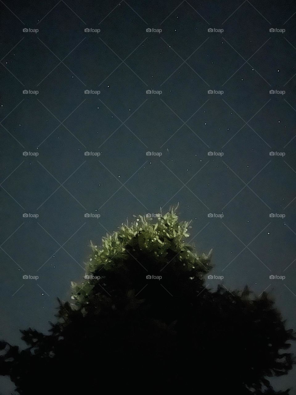 Trees and stars In the night sky 
