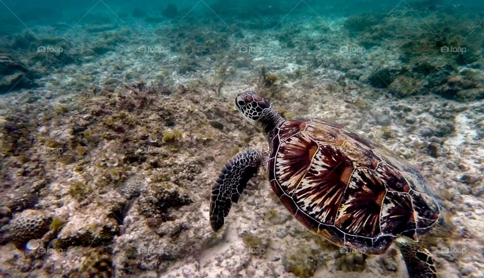 Turtle swimming in the water 