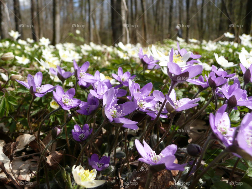 Hepaticas and anemones