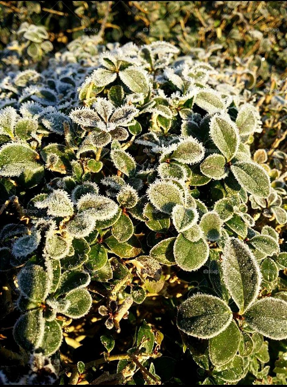 Heavily frosted saxifraga urbium, Ipswich, UK