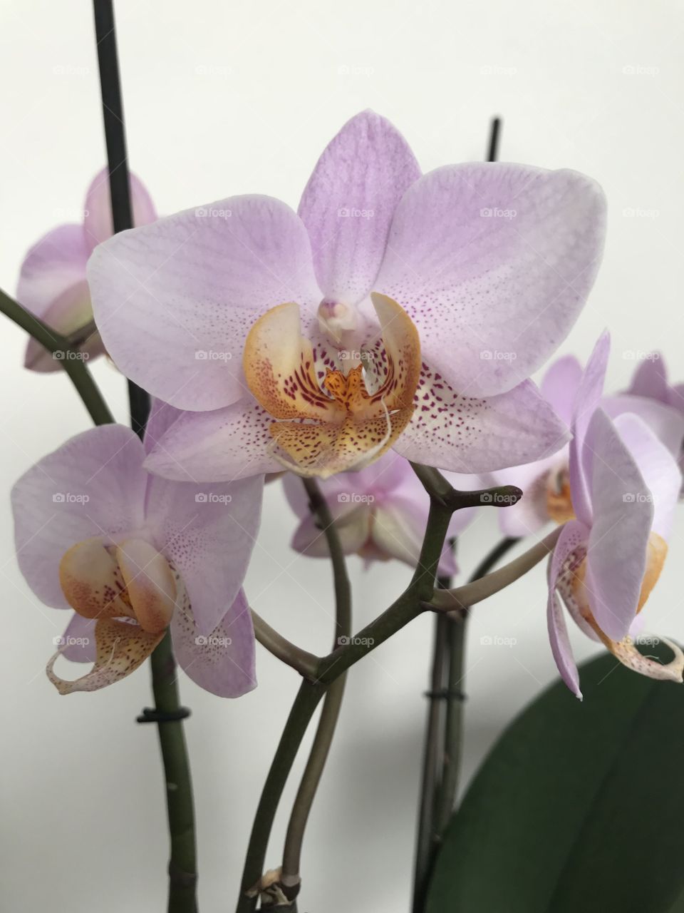 My blooming orchids 