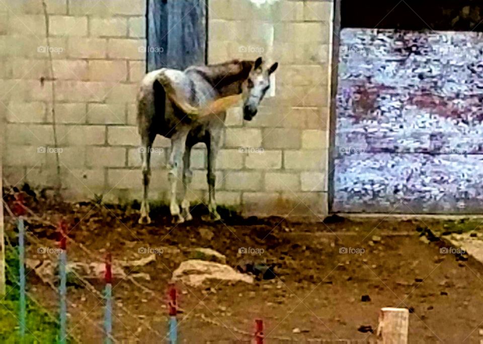 While driving the back roads we love seeing the small farms with the old buildings and the livestock.  It reminds me when I was young.