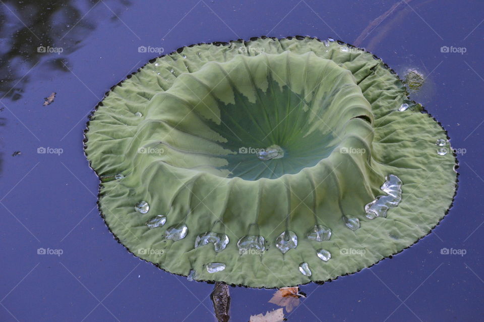 close up of a lily pad with water drops on its surface. plant life, nature