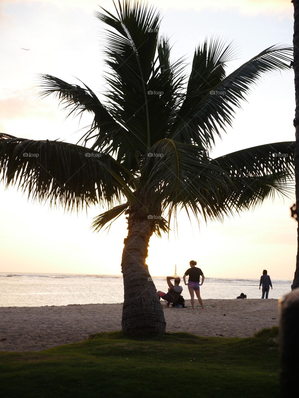 Hawaii palm tree sunset