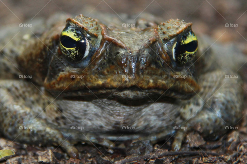 Watching you, not amused!